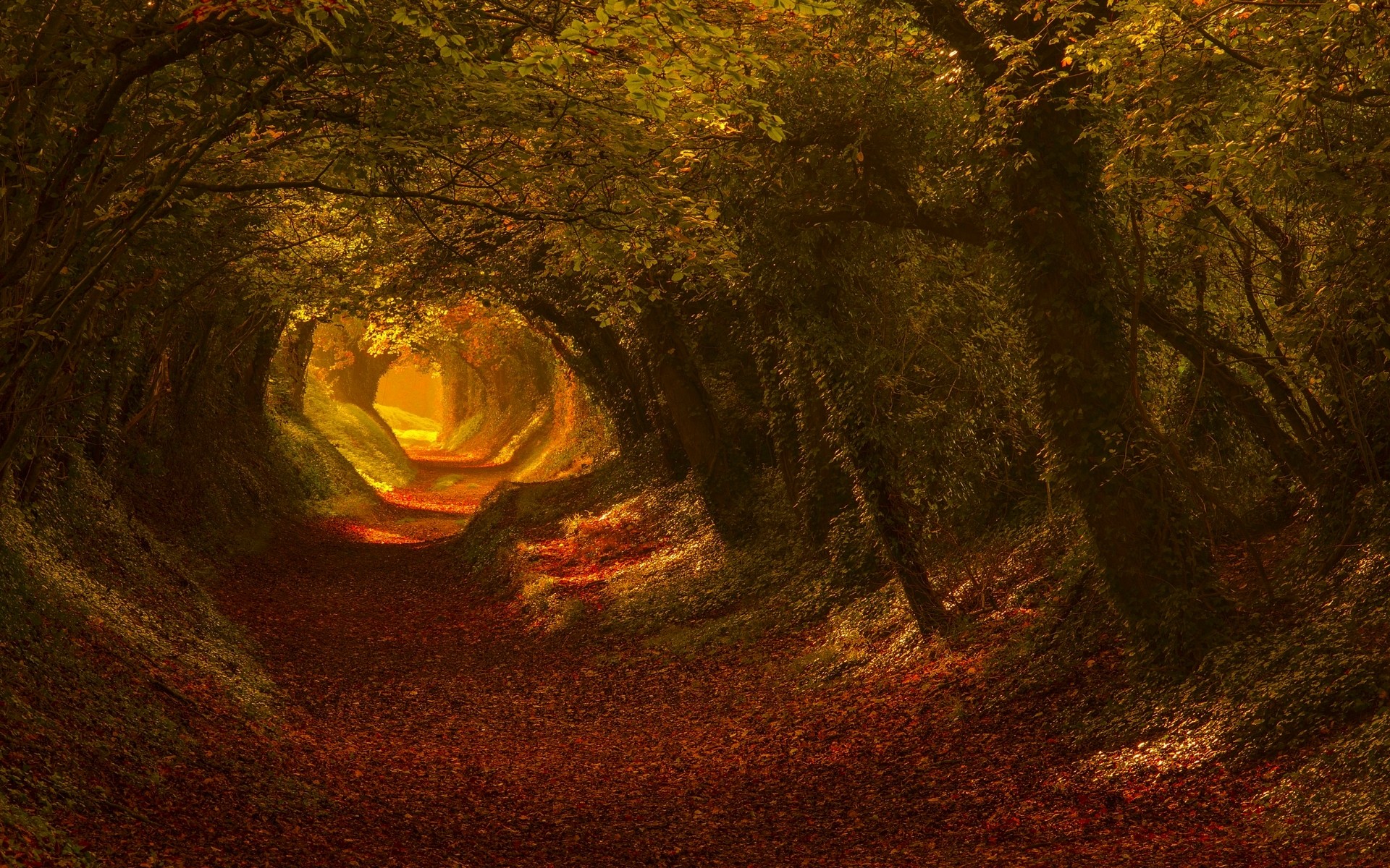 tunnel, fall, trees, nature, foliage, landscape, leaves, sunlight Gallery HD Wallpaper