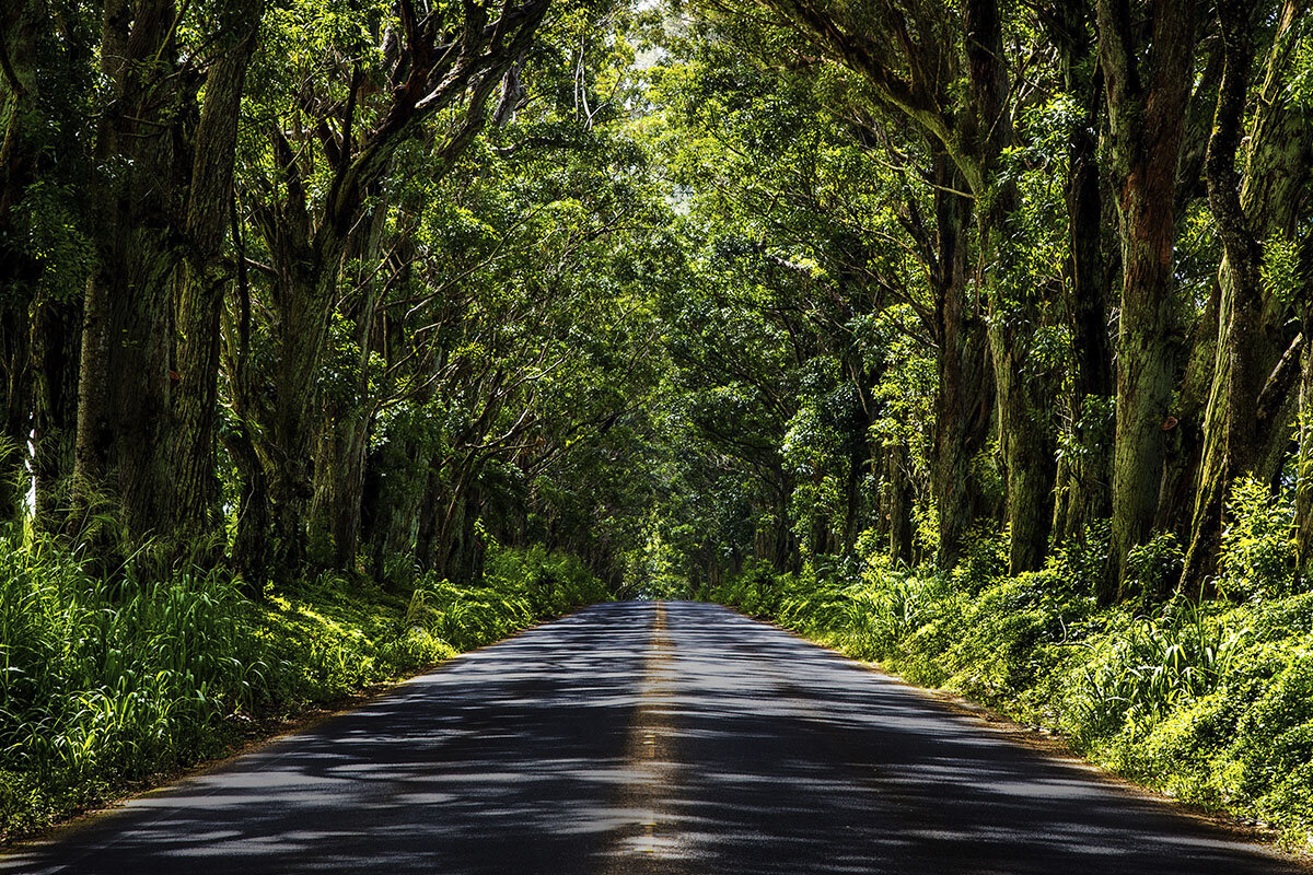 Tree Tunnel, Kauai