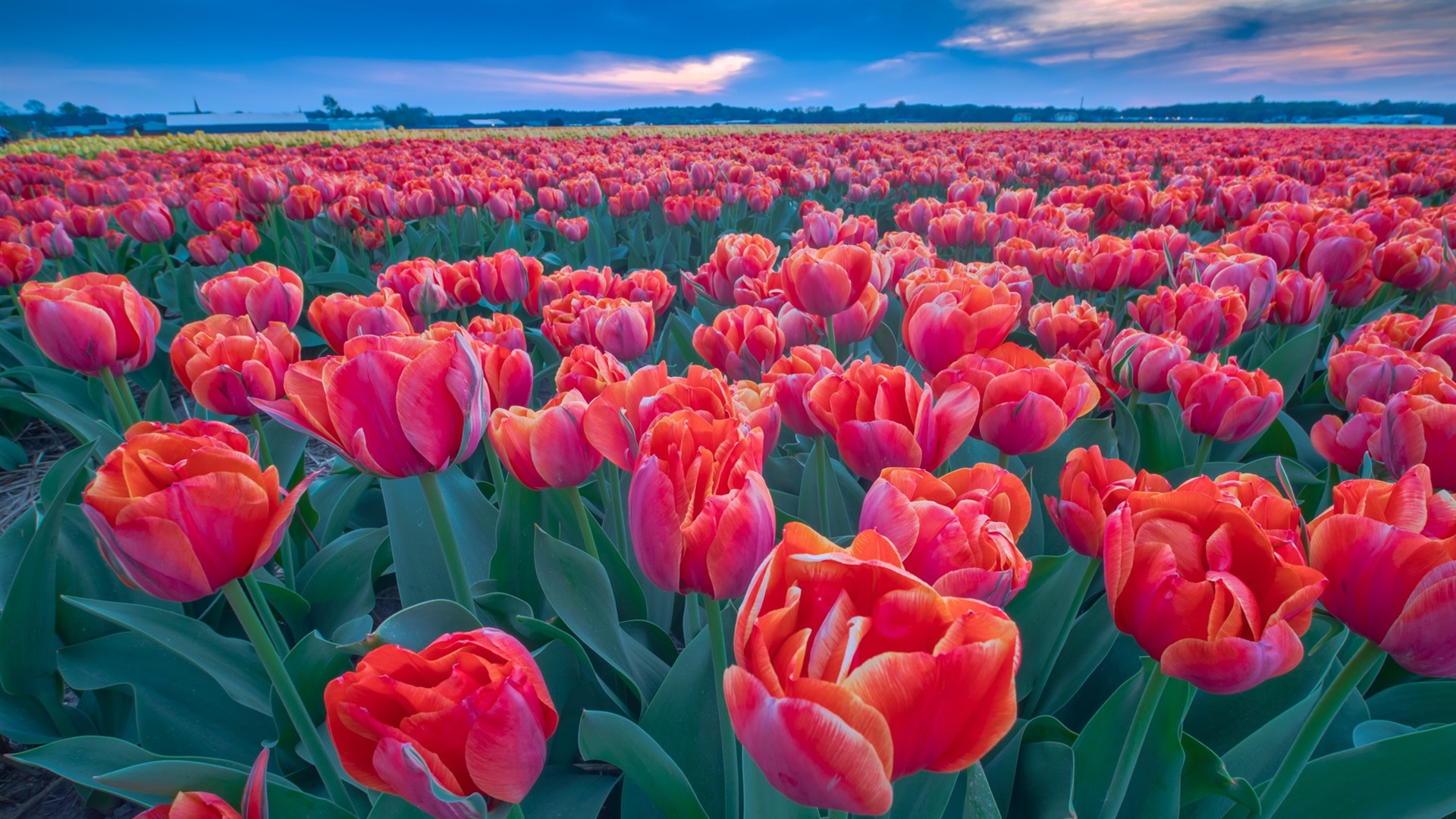 Wallpaper Many red tulips, flower field 1920x1200 HD Picture, Image