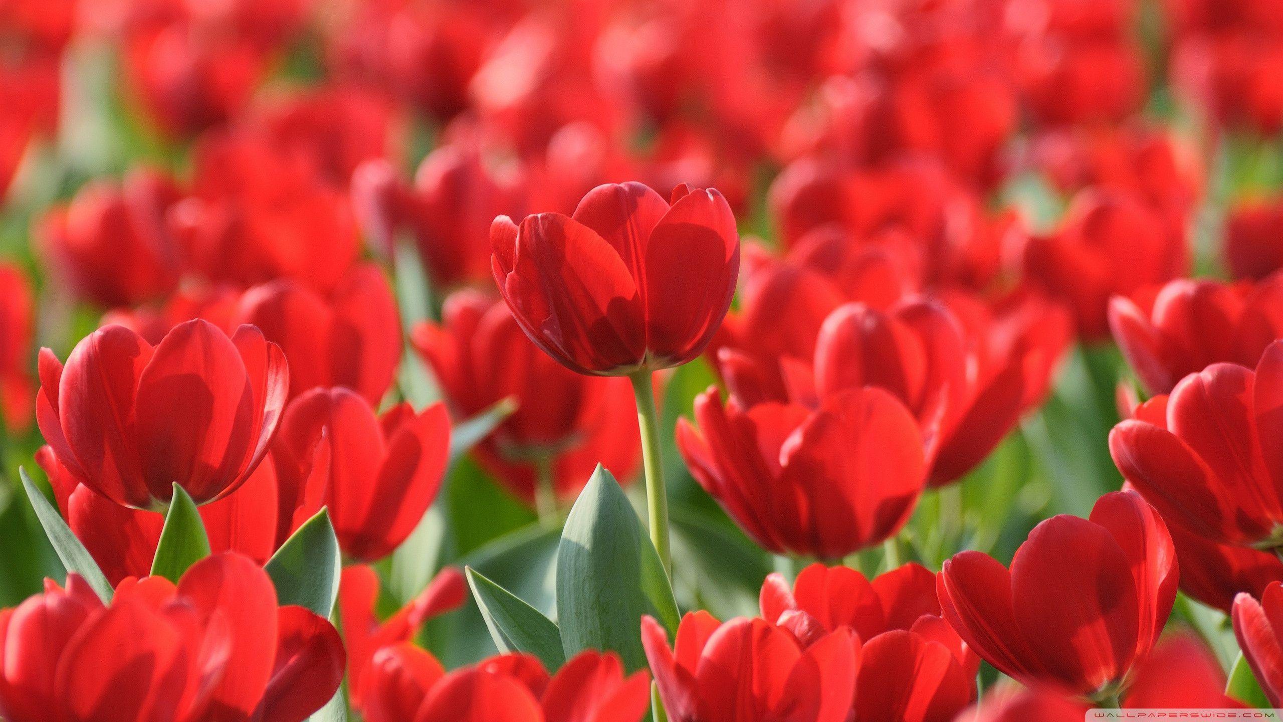 Red Tulips Wallpaper