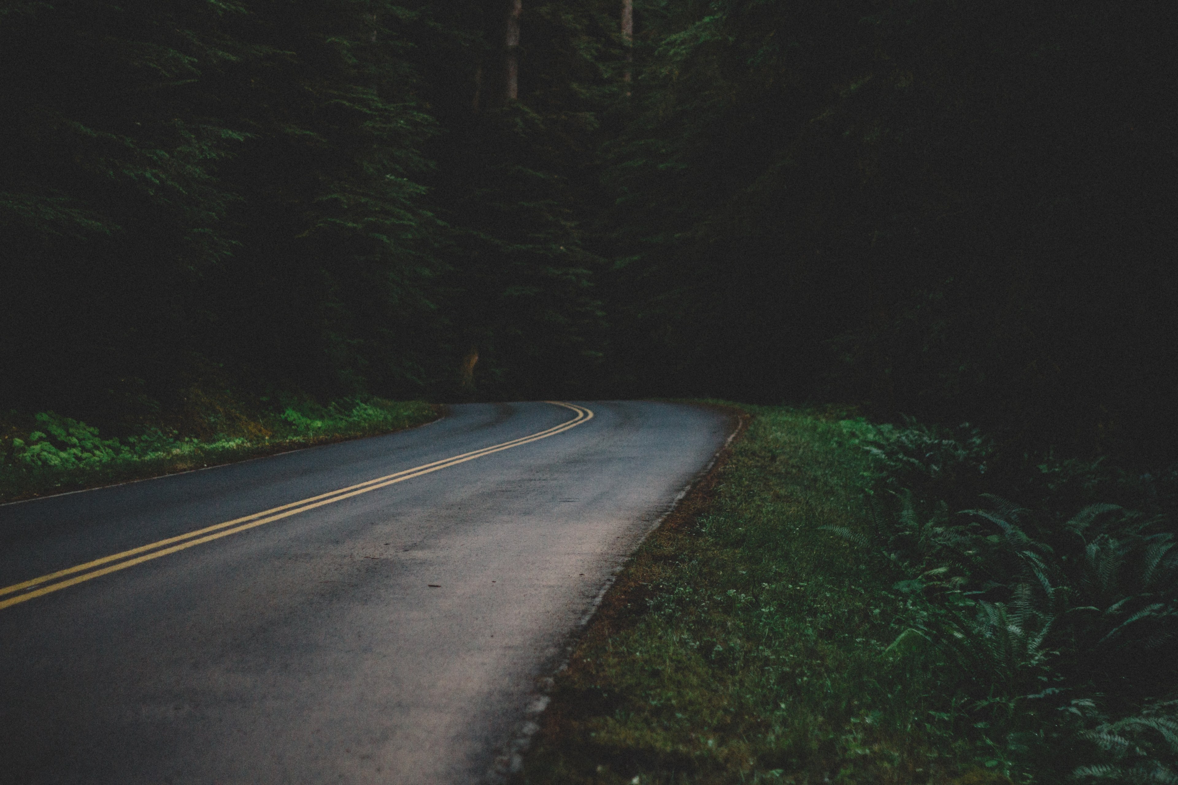 Wallpaper / open road winds through lush green trees in the forest, road bend in a dark forest 4k wallpaper free download