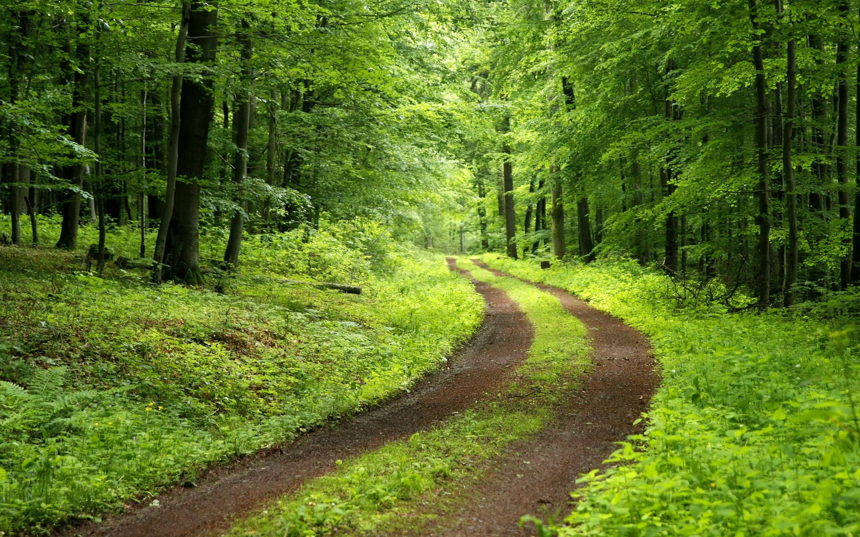 Wallpaper Green Trees and Brown Dirt Road, Background Free Image
