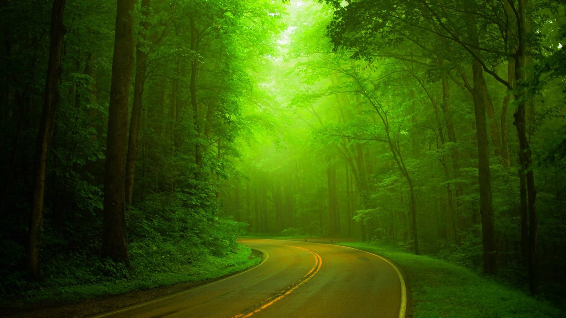 nature, Green, Forest, Woods, Highway, Hazy, Green, Landscape Wallpaper HD / Desktop and Mobile Background