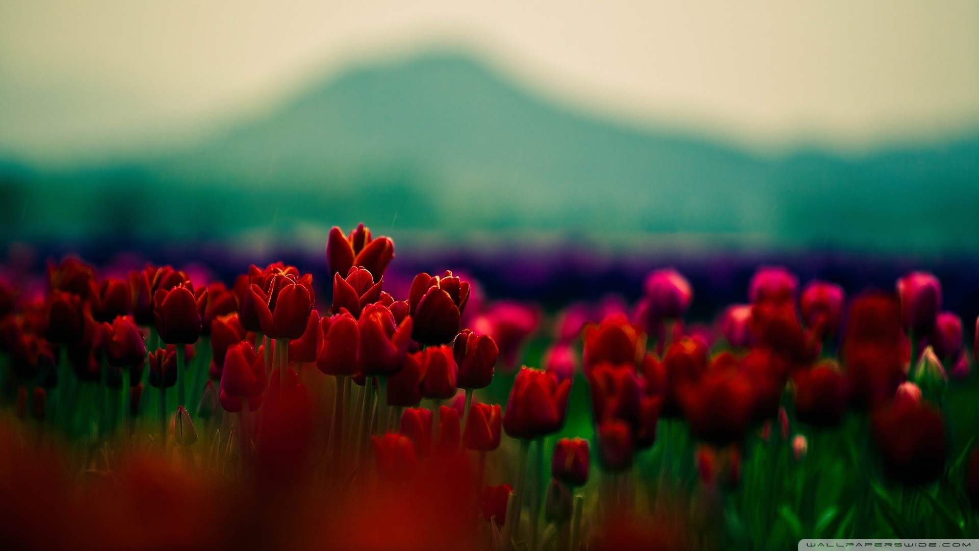 tulips, depth of field, flowers, plants, red flowers, mountains Gallery HD Wallpaper