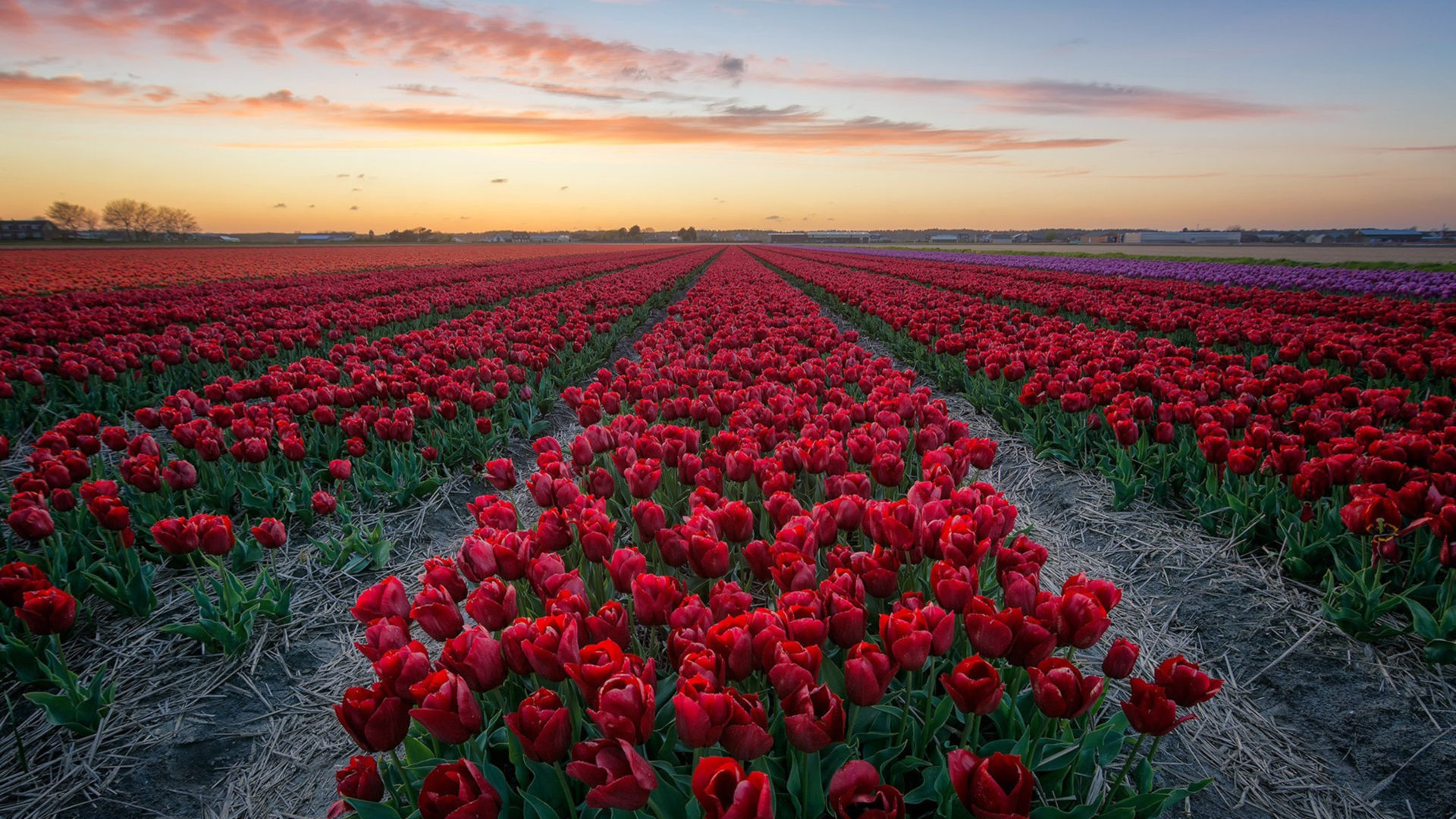 Field With Red Tulips Netherlands 4k HD Desktop Wallpaper