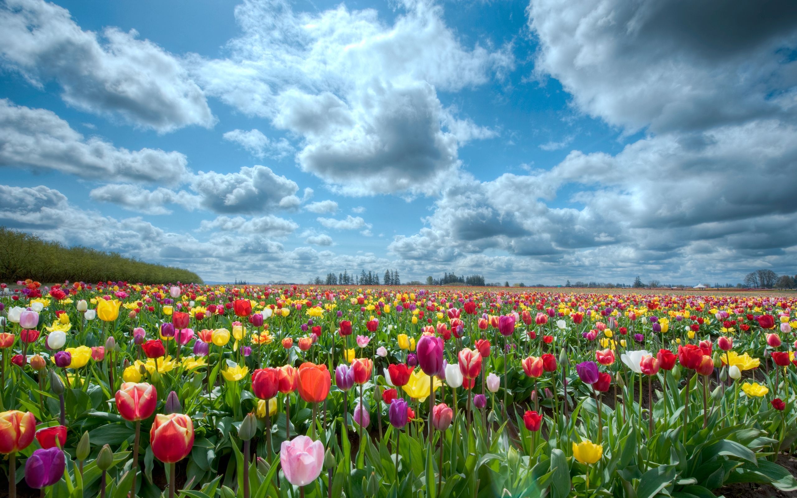 Wallpaper Red Tulips Field Under Blue Sky and White Clouds During Daytime, Background Free Image