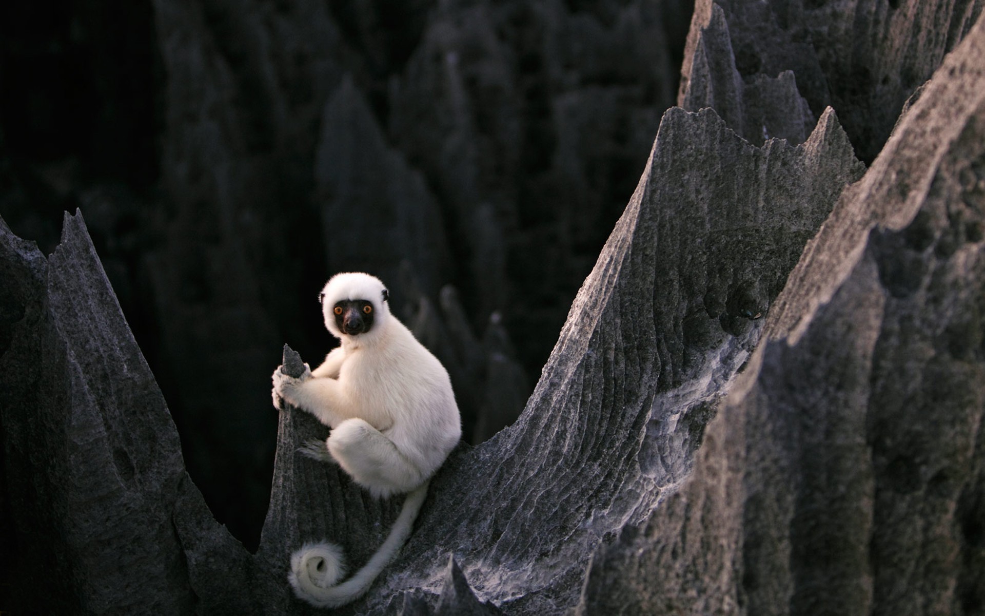 White monkey on the rocks in Madagascar Desktop wallpaper 1024x1024