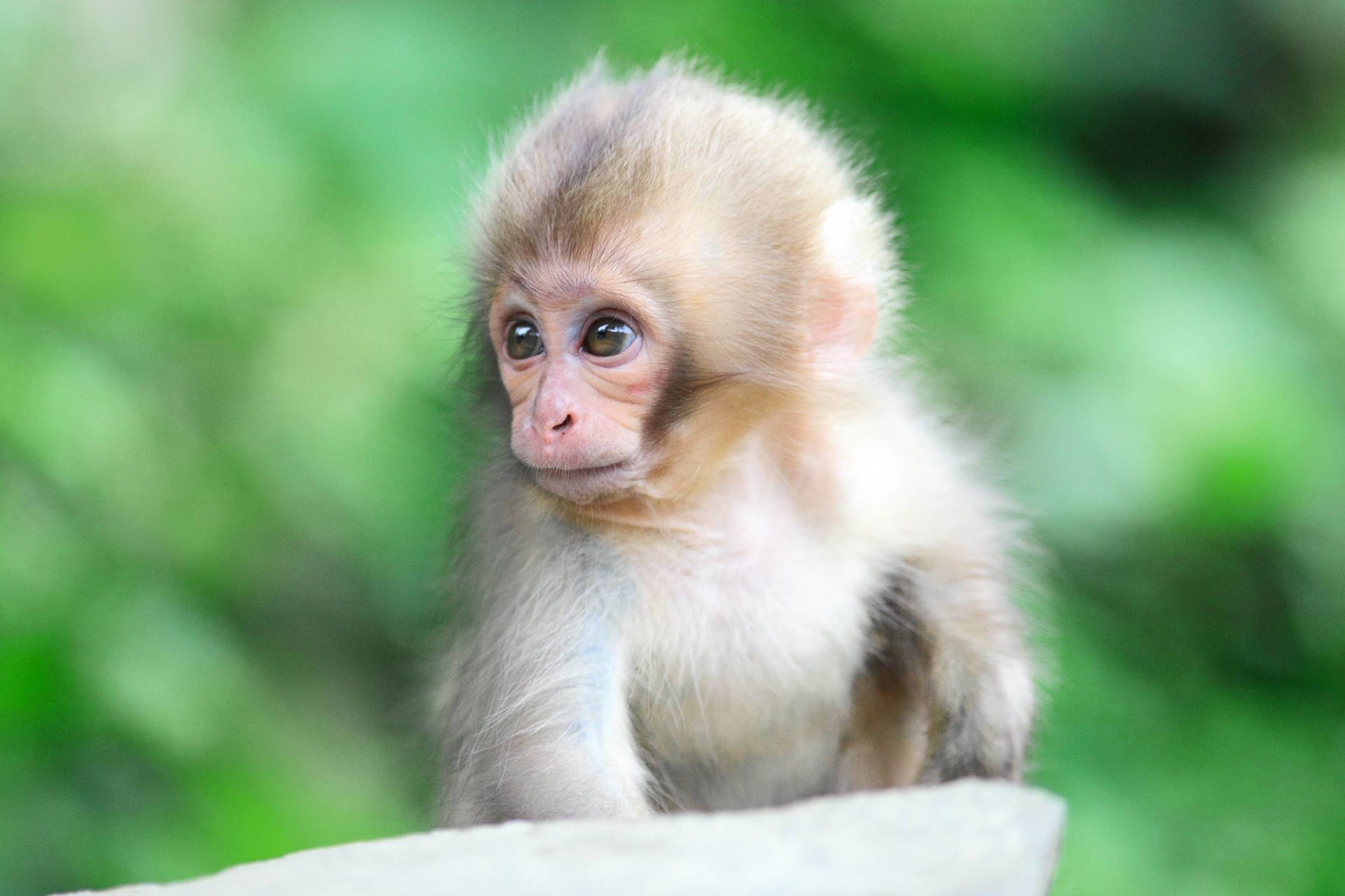 Download White Haired Cute Monkey Wallpaper