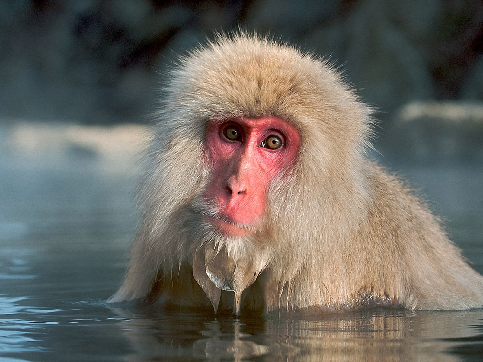 Free download Animals Monkeys Wallpaper 1600x1200 Animals Monkeys Snow Monkey [1600x1200] for your Desktop, Mobile & Tablet. Explore Monkey Wallpaper. Baby Monkey Wallpaper, Monkey Wallpaper, Free Monkey Wallpaper