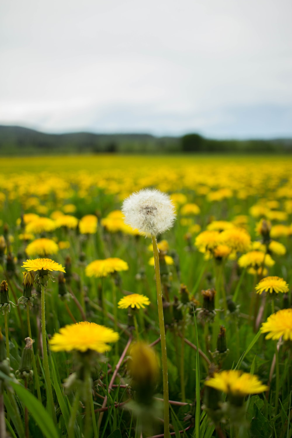 Dandelion Field Picture. Download Free Image