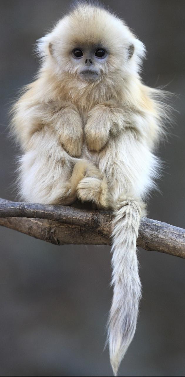 white monkey wallpaper