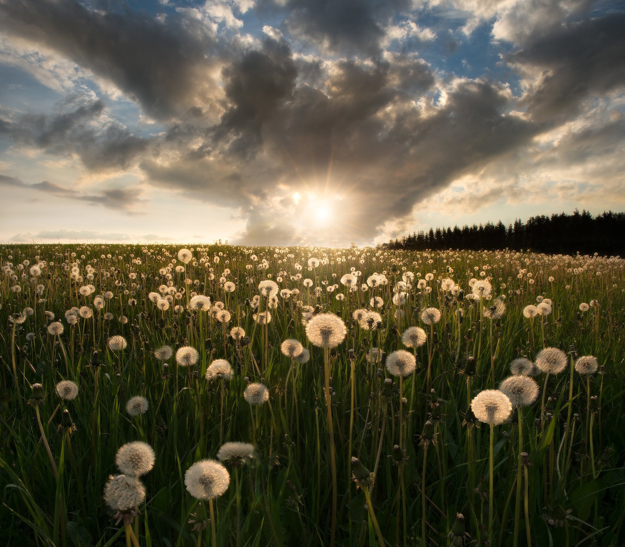 Field Of Dandelion Wallpapers - Wallpaper Cave