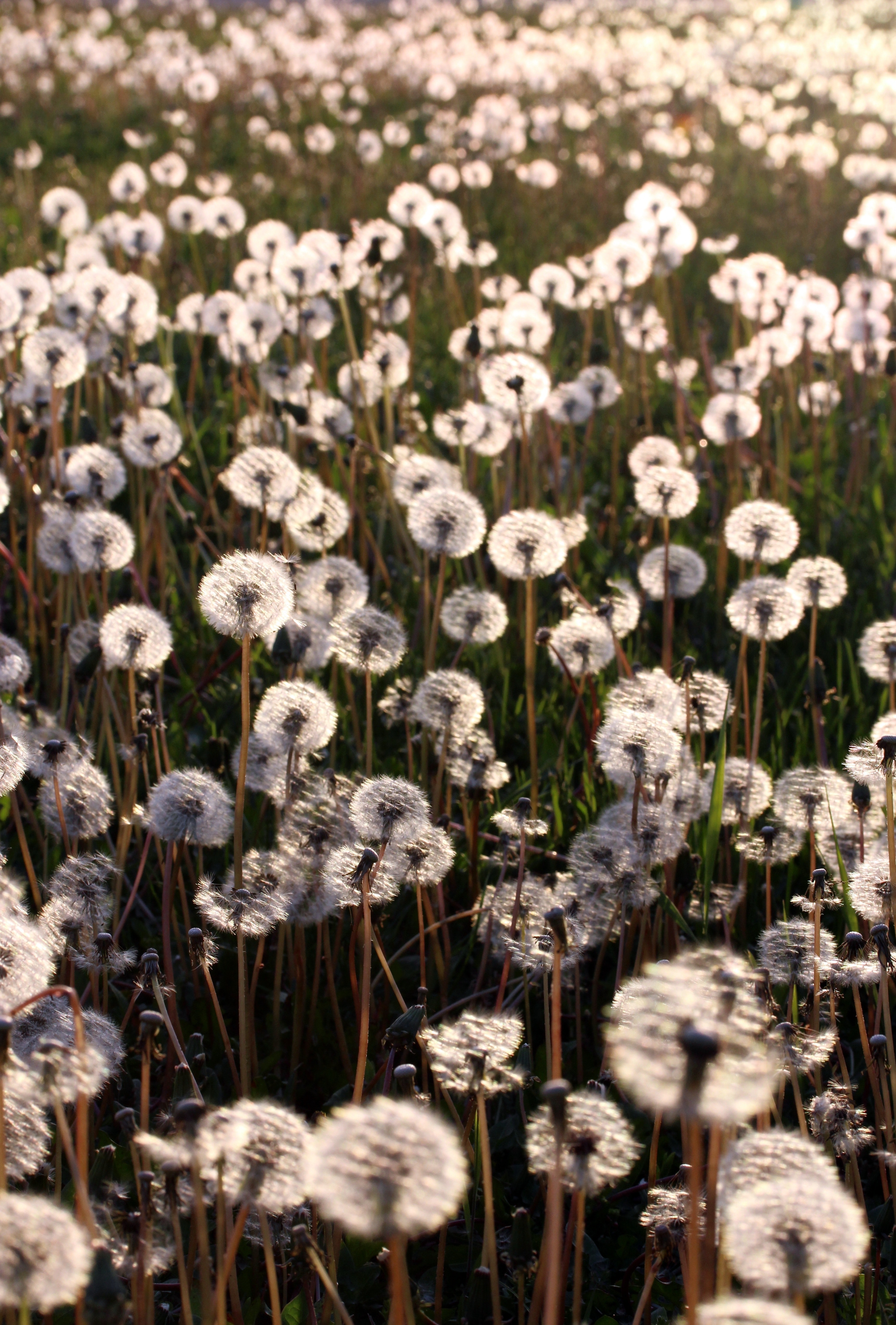 Dandelions Photo, Download The BEST Free Dandelions & HD Image