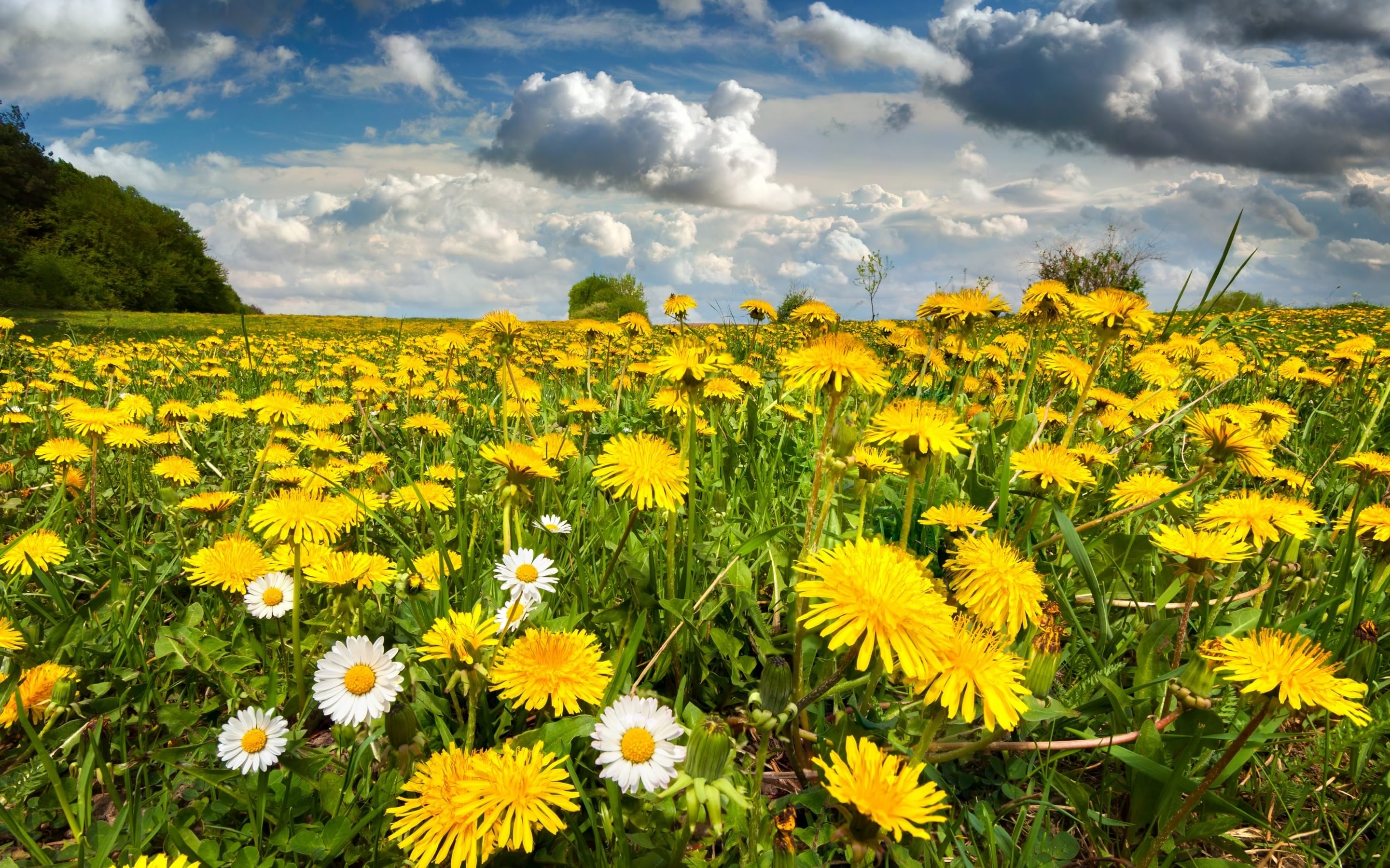 Dandelion Field