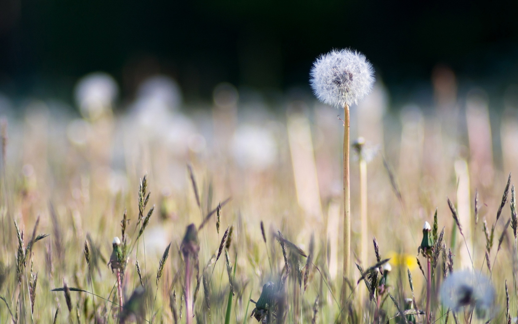 Wallpaper, dandelion, field, grass, macro, Earth 1680x1050