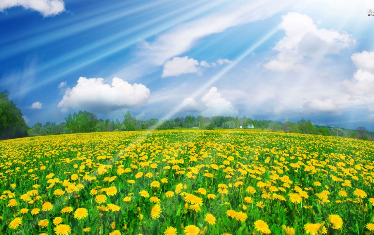 Sunshine Over Dandelion Field wallpaper. Sunshine Over Dandelion Field