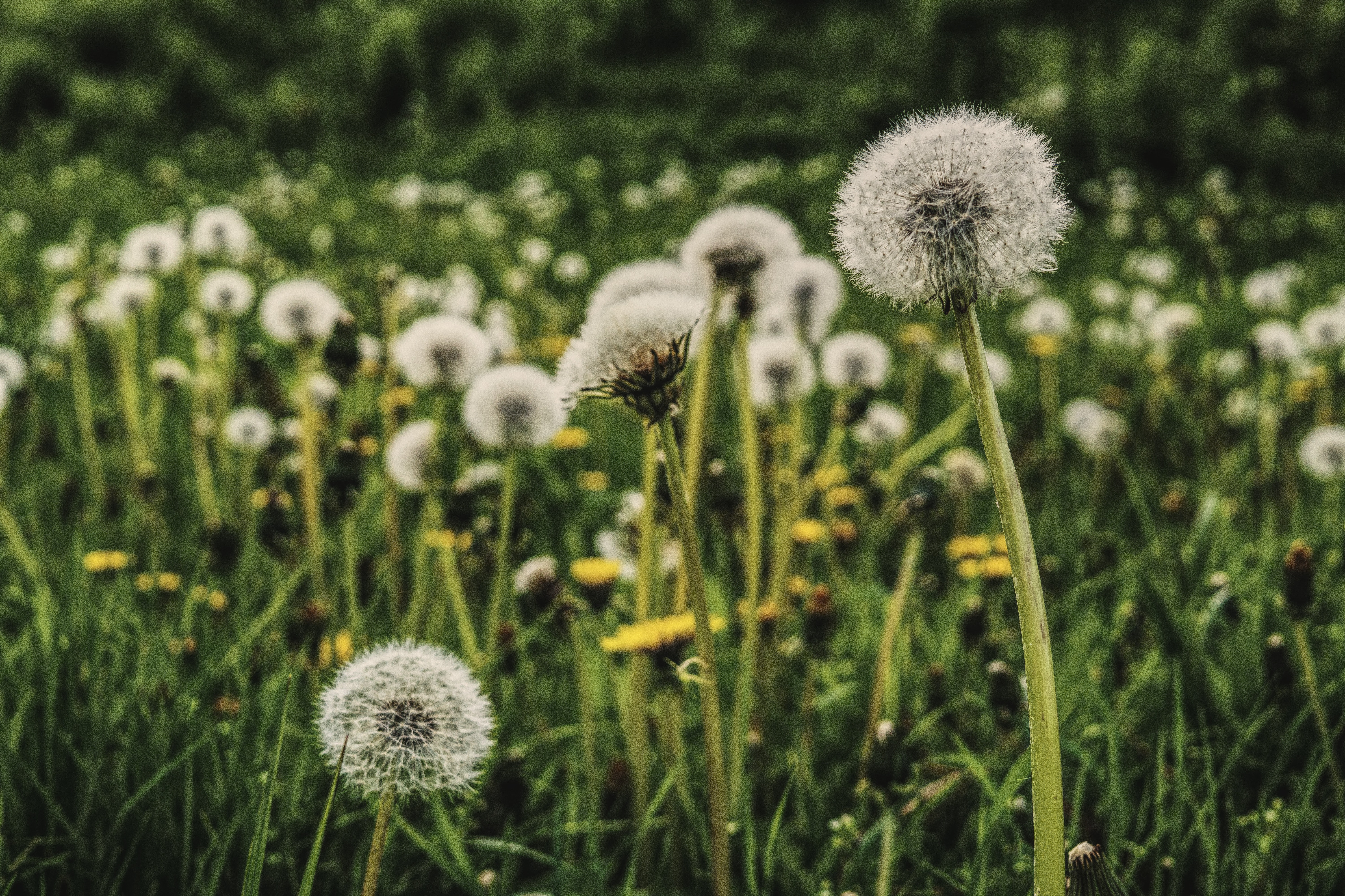 Dandelion Field Photo, Download The BEST Free Dandelion Field & HD Image