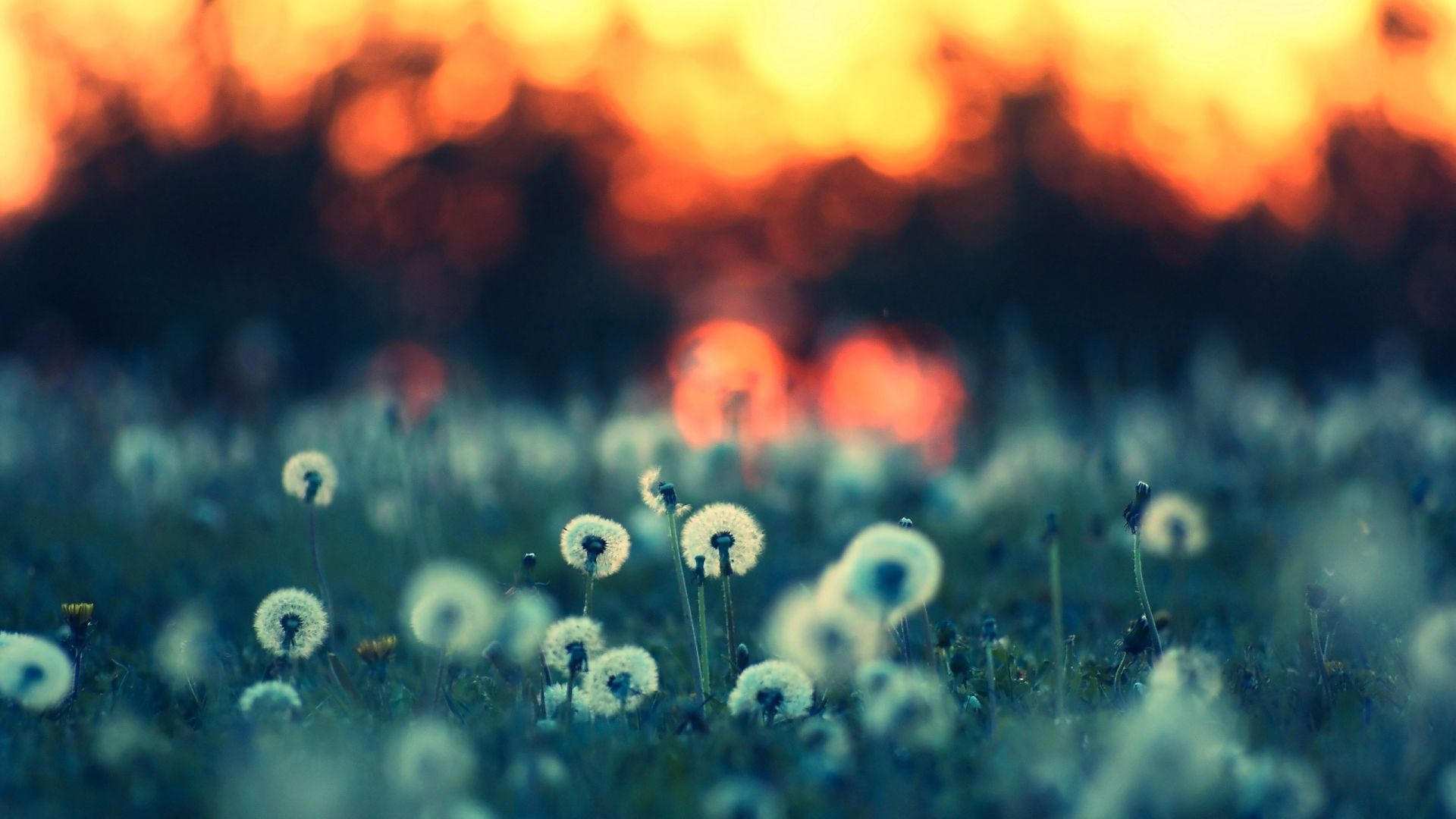 Desktop Wallpaper Dandelion Grass Field Close Up, HD Image, Picture, Background, Mqo T8