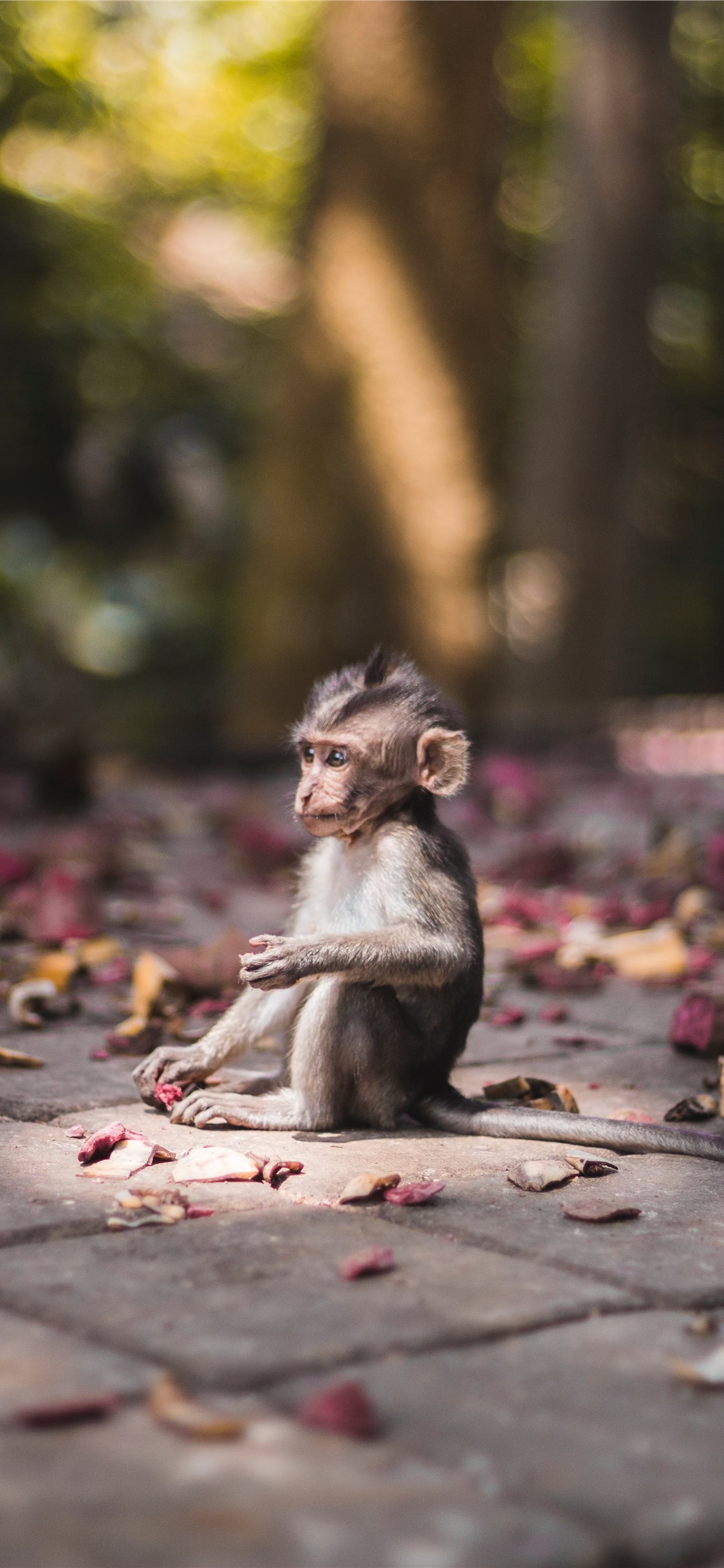Baby monkey found in Sacred Monkey Forrest in Ubud iPhone X Wallpaper Free Download