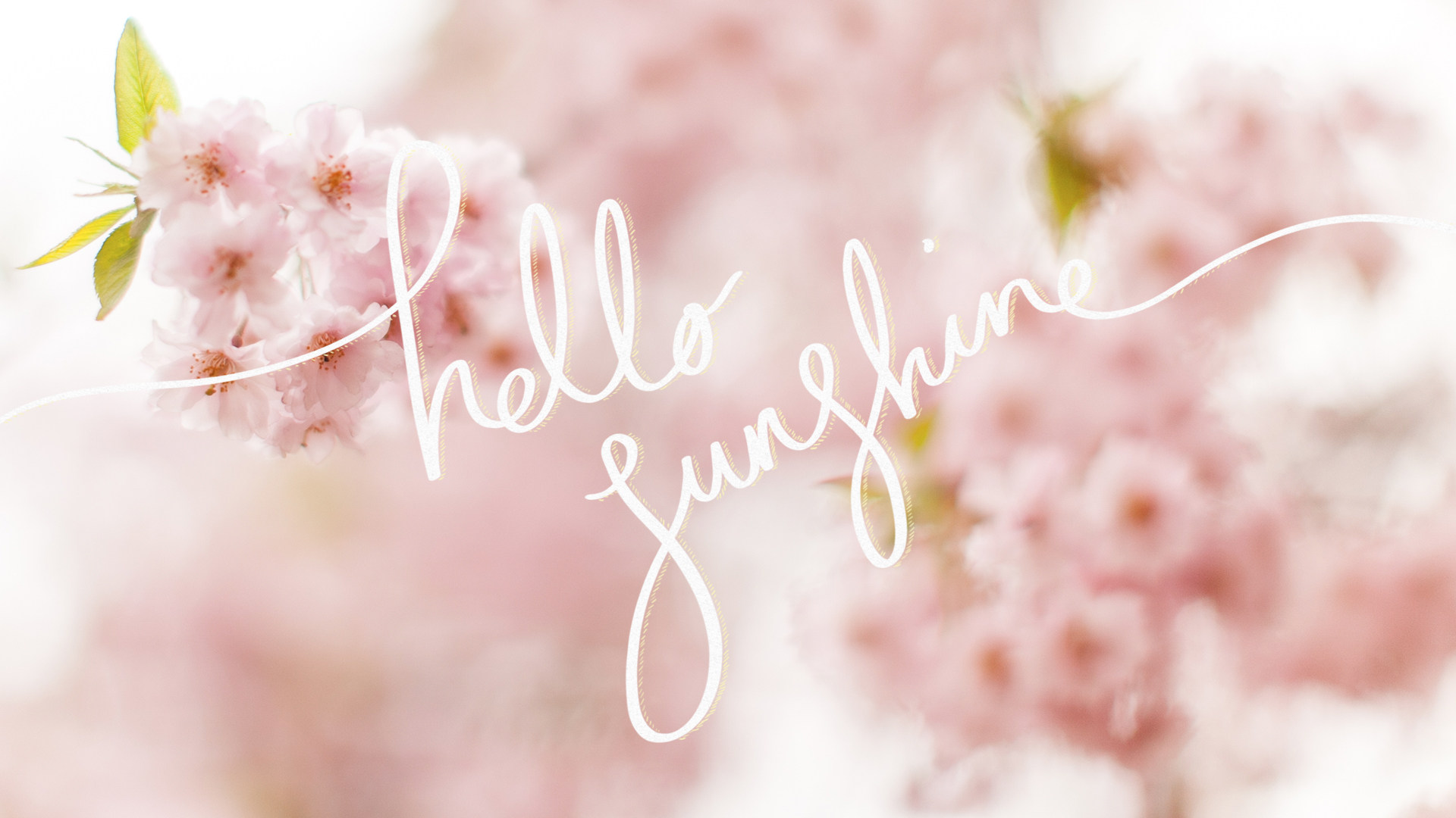 Hello Sunshine! A Free Cherry Blossom Desktop Wallpaper