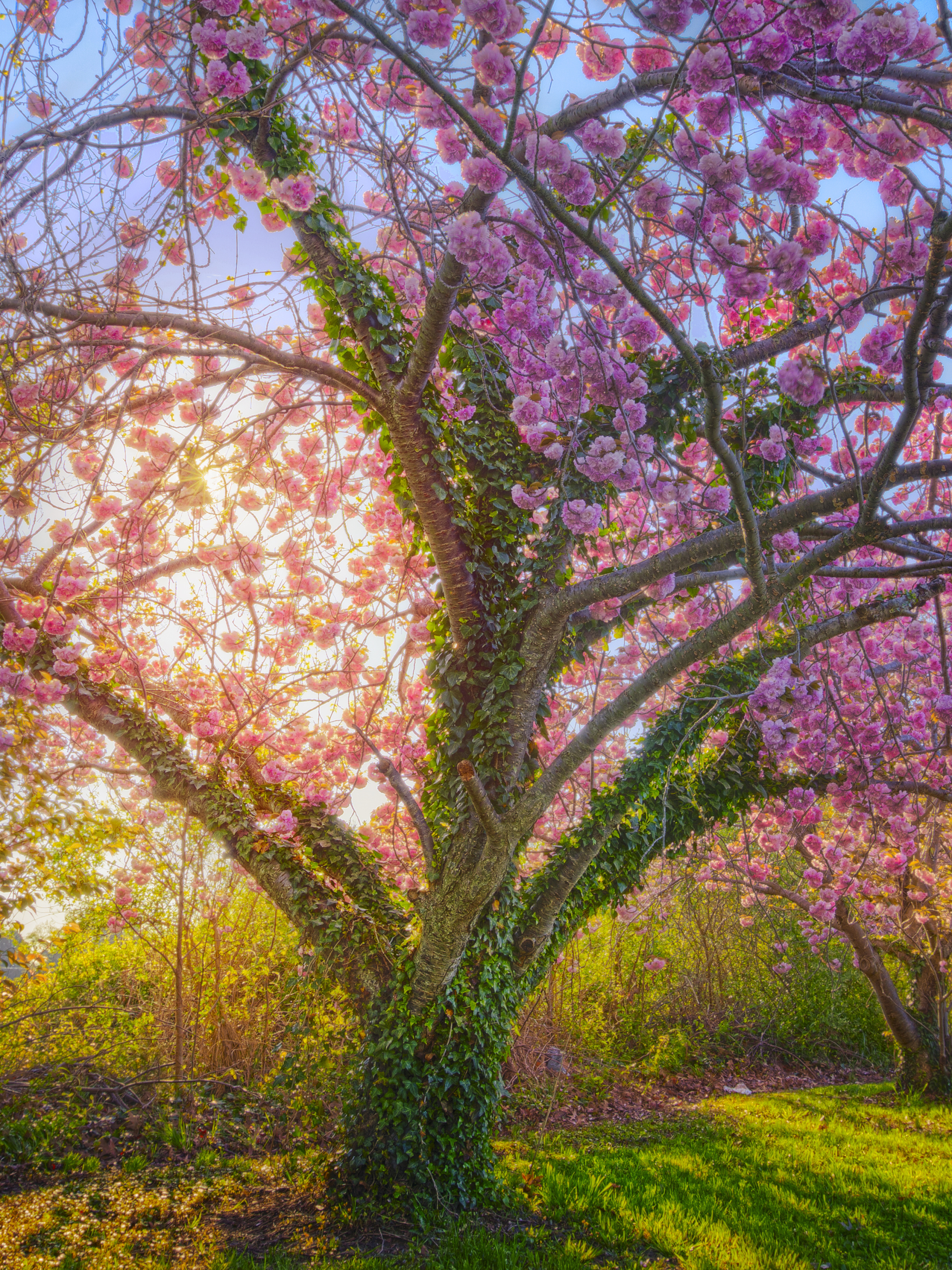 HD desktop wallpaper: Flowers, Tree, Earth, Spring, Cherry Blossom, Blossom, Sunshine, Cherry Tree download free picture