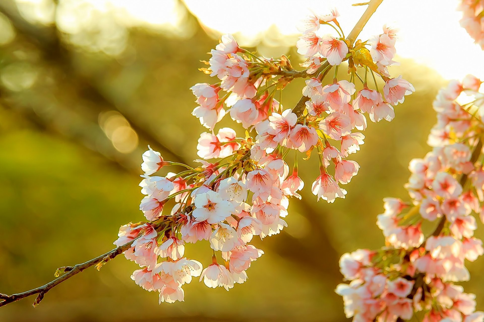 color, Blossom, Flower, Tree, Fruit Wallpaper HD / Desktop and Mobile Background