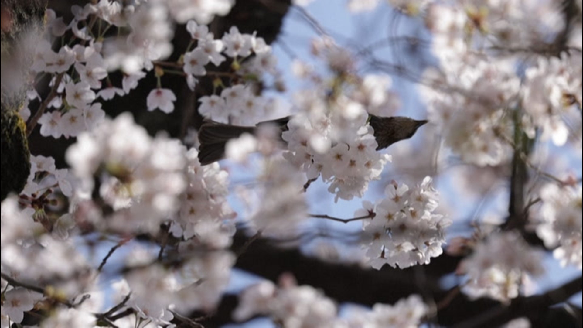 Climate change makes Japan's famous cherry blossoms bloom early