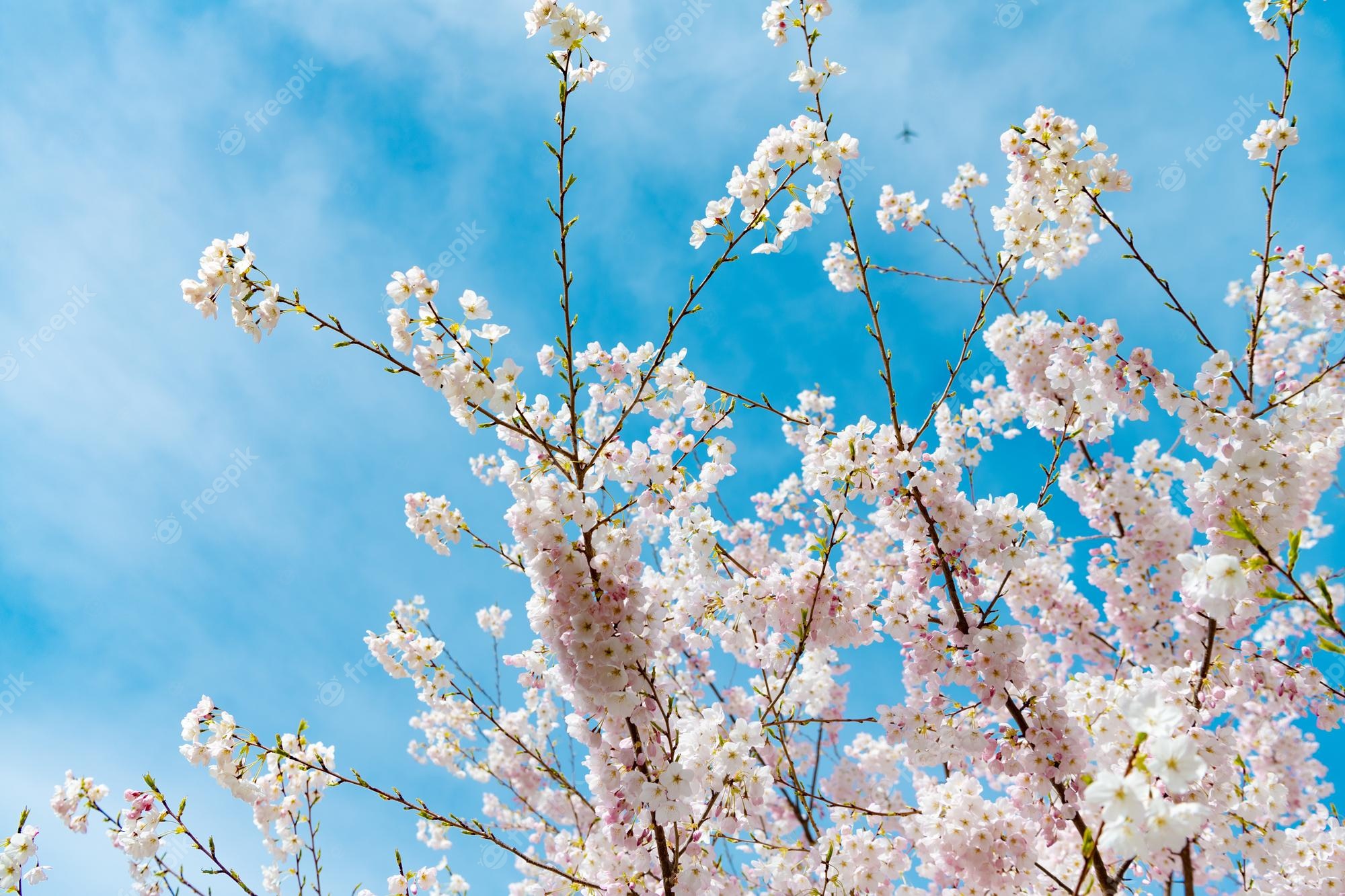 Premium Photo. Blossom of sakura cherry tree on sunny blue sky on spring background