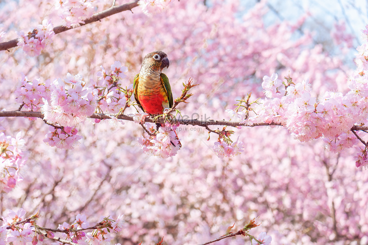 Small Parrot On The Cherry Blossom Tree In The Spring Sunny Day Picture And HD Photo. Free Download On Lovepik