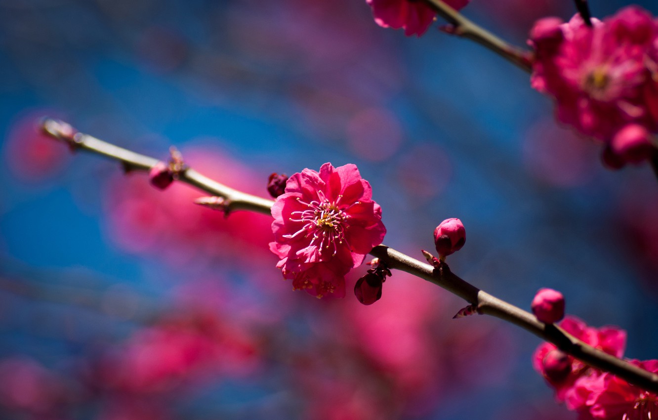 Wallpaper flowers, cherry, tree, branch, spring, Sunny, flowering, fruit image for desktop, section природа
