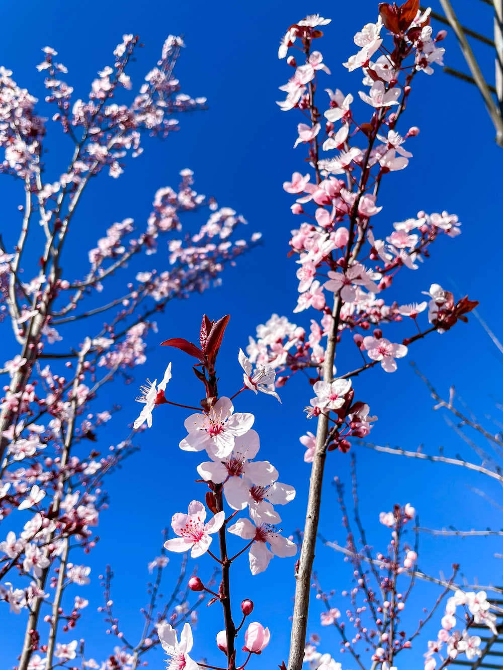 pink cherry blossom under blue sky during daytime photo