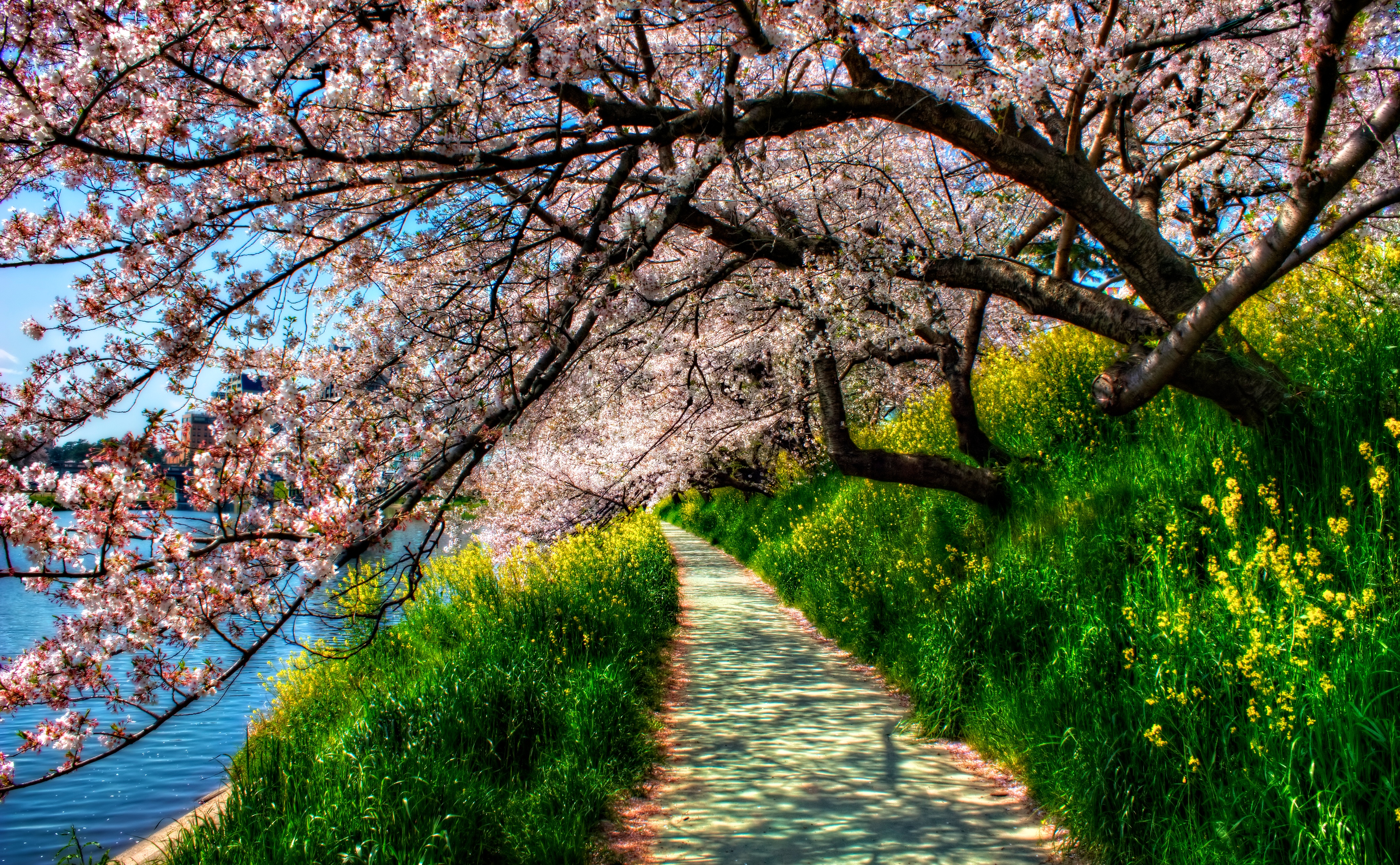 Grass, Tree, Path, Blossom, Spring, Park, River, HDR, Earth Gallery HD Wallpaper