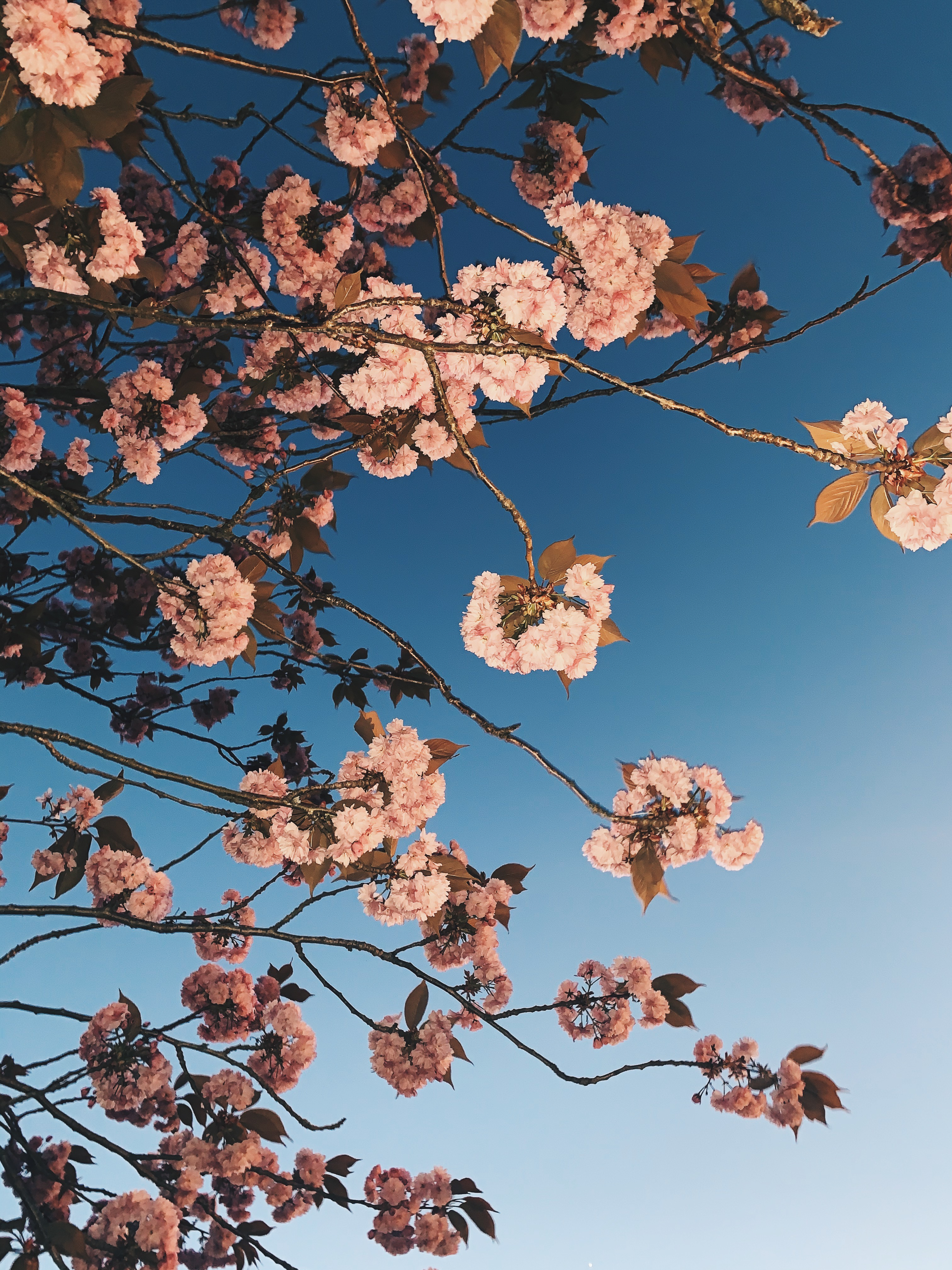 Blooming sakura tree with pink flowers on sunny day · Free