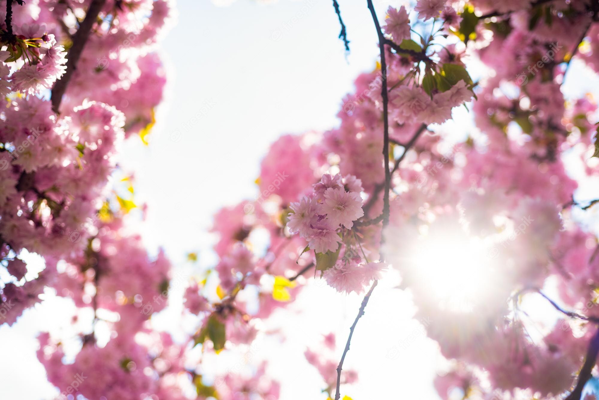 Premium Photo. Pink flowers of blooming japanese cherry tree in spring sunny day