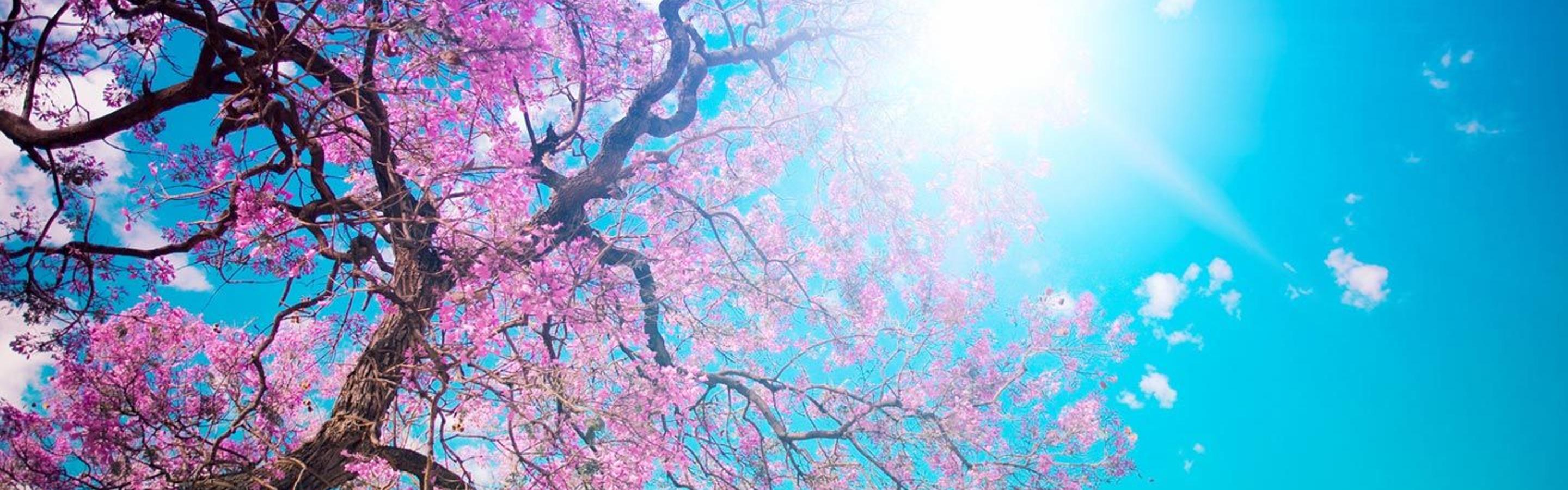 Sun on the sky spring sunny day cherry blossom