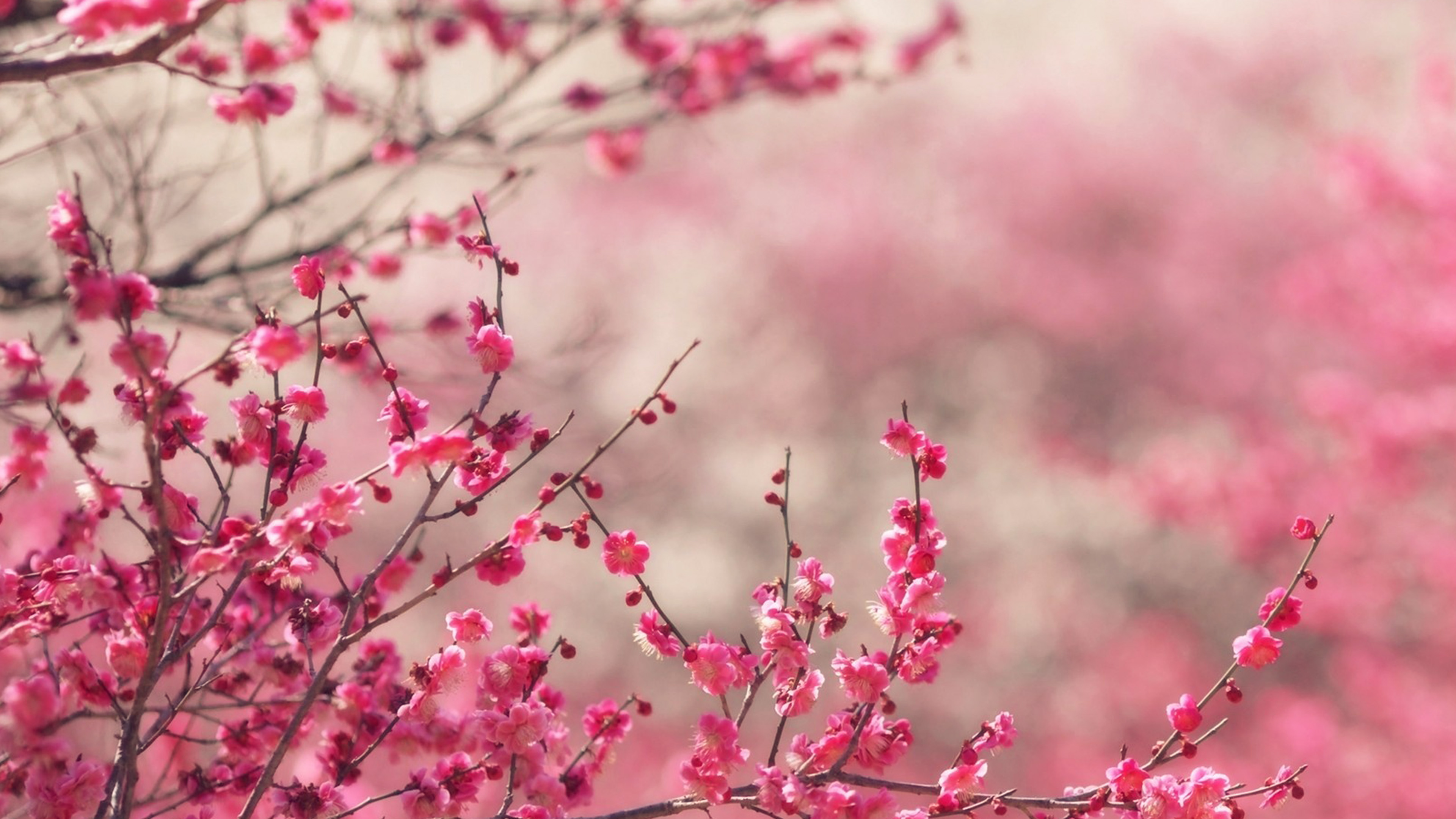 wallpaper for desktop, laptop. pink blossom nature flower spring
