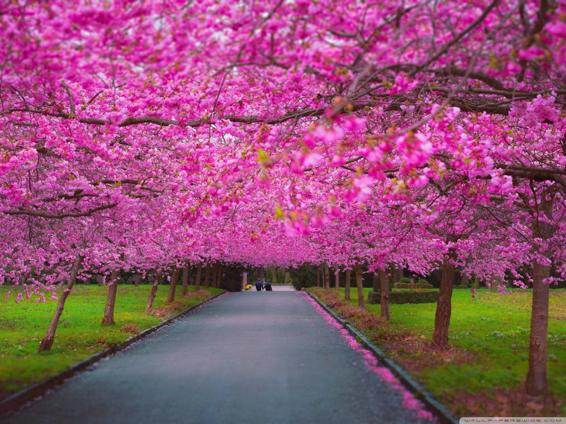 Spring Nature Wallpaper