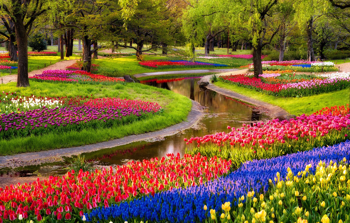Wallpaper trees, flowers, pond, Park, sunrise, tulips, colorful, trees, blue, park, flowers, beautiful, tulips, Muscari, spring, walk image for desktop, section цветы