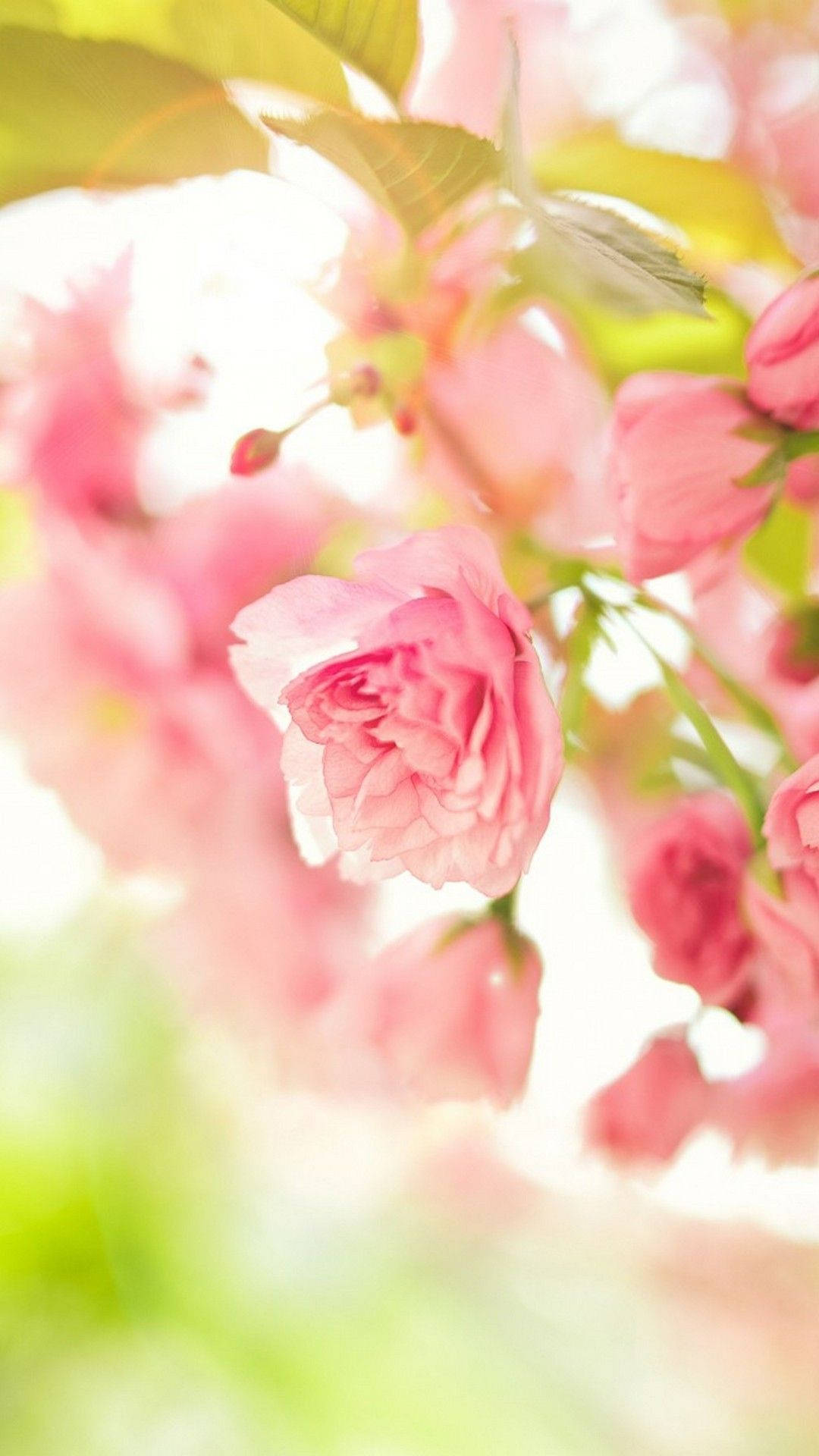 Free Cute Spring Phone Wallpaper Downloads, Cute Spring Phone Wallpaper for FREE