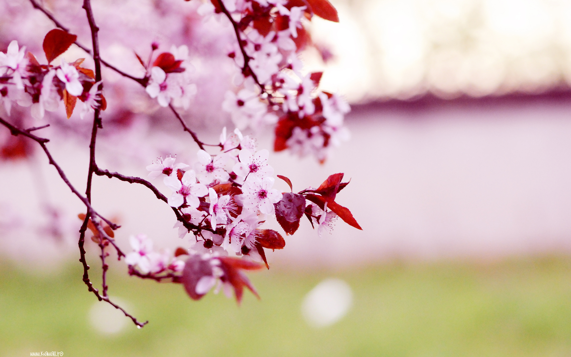 Spring Desktop HD wallpaper