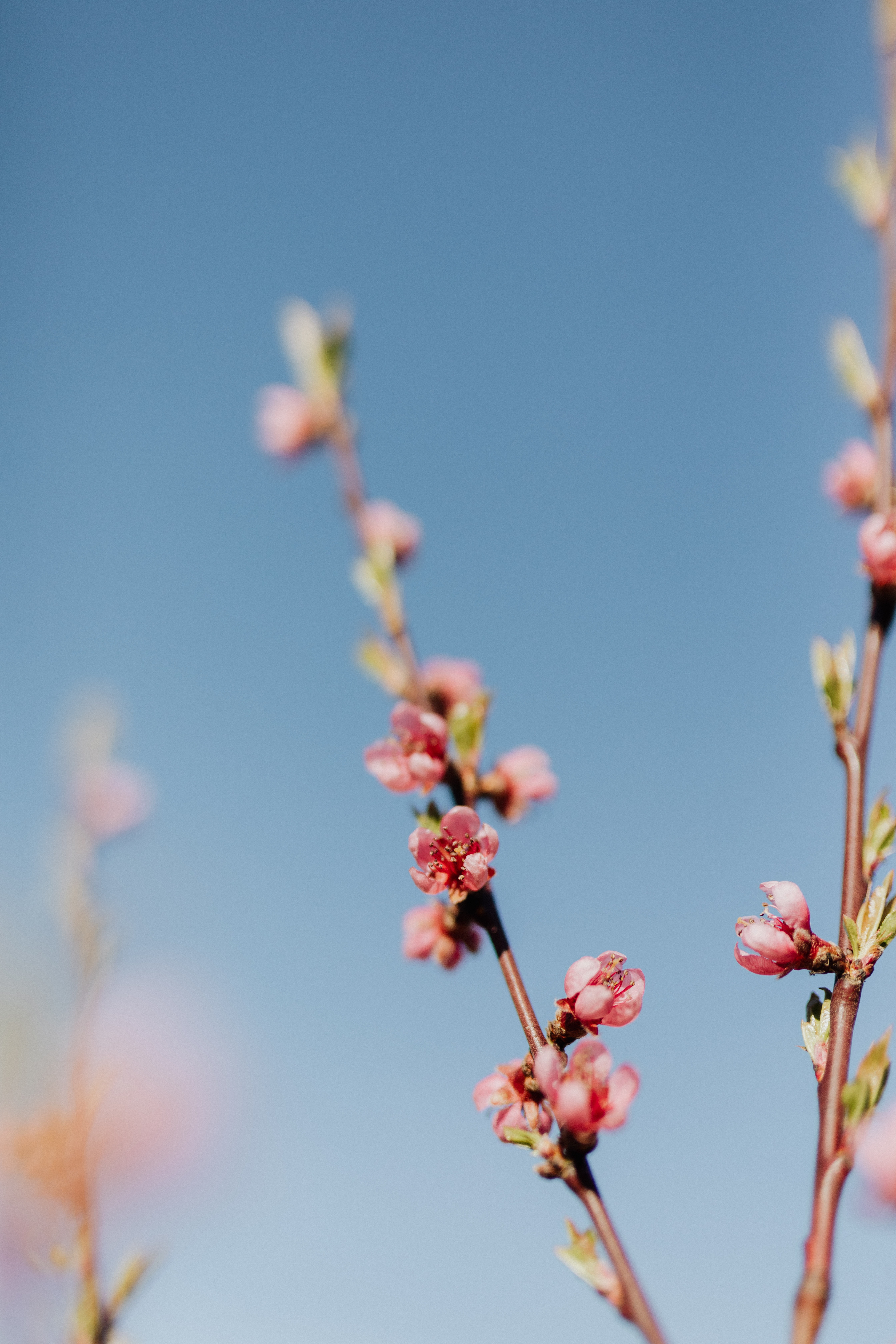 Peach Blossom Photo, Download The BEST Free Peach Blossom & HD Image