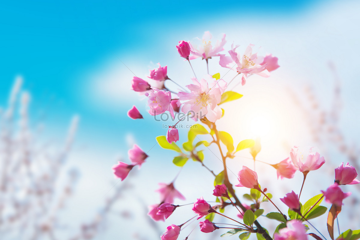 Blue Sky Peach Blossom Spring Flowers Background Download Free. Banner Background Image