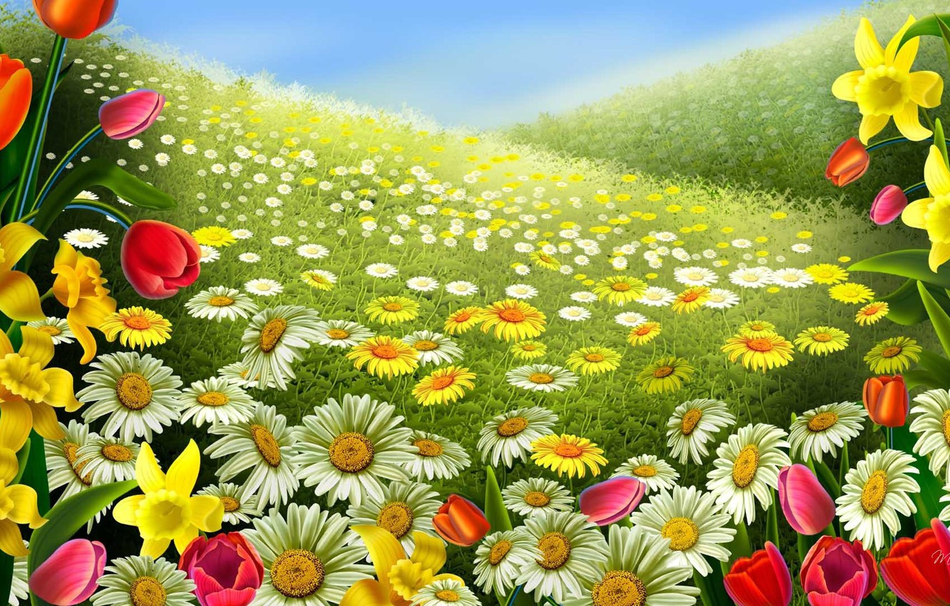 Wallpaper field, summer, the sky, flowers, nature, blue, glade, chamomile, spring image for desktop, section цветы