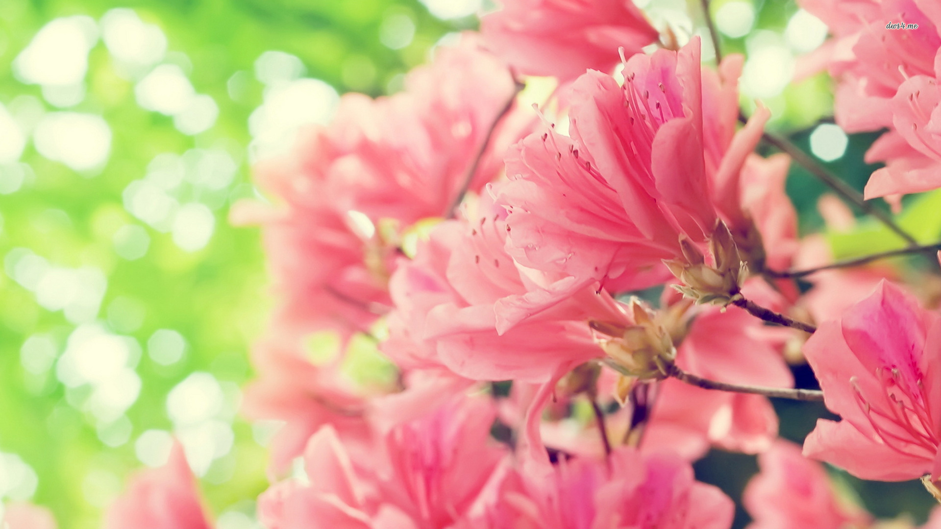 Peach Flowers Wallpaper
