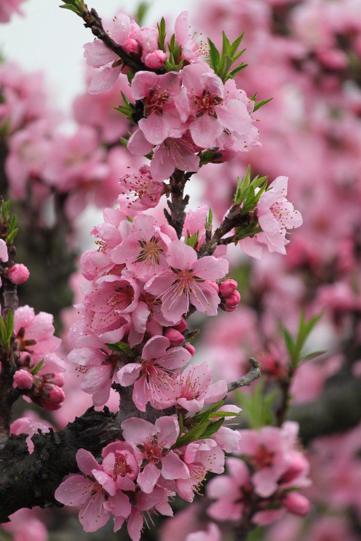 Peach Tree 3. Beautiful flowers, Blossom trees, Flowers nature