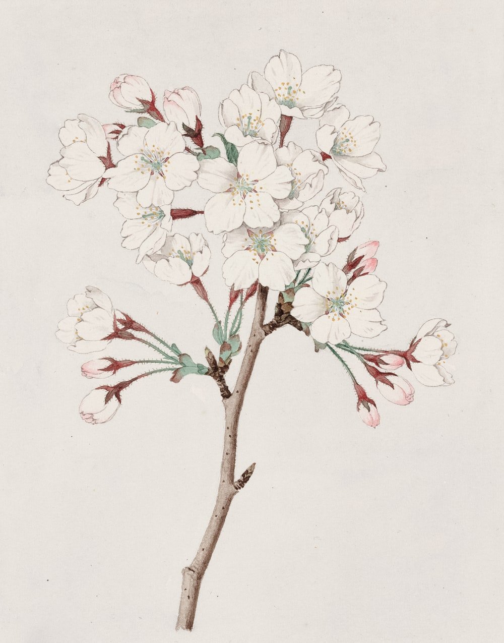 Spring Flower Drawing Wallpapers Wallpaper Cave