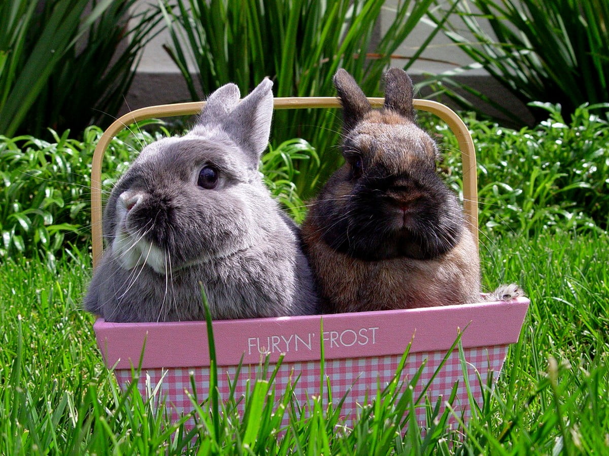 Easter wallpaper HD. Download Free background