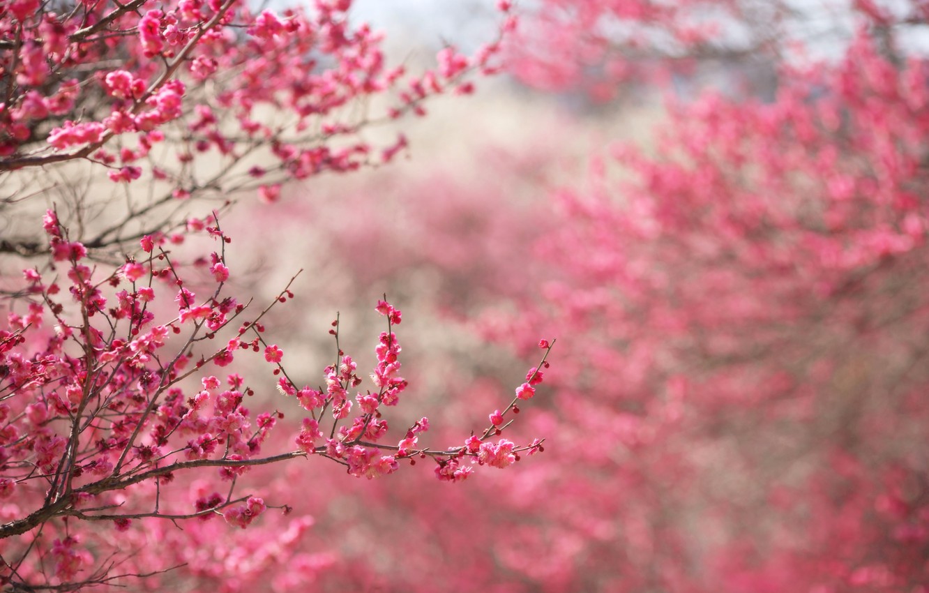 Wallpaper flowers, branches, nature, background, pink, focus, spring, Sakura, flowering, twigs image for desktop, section природа