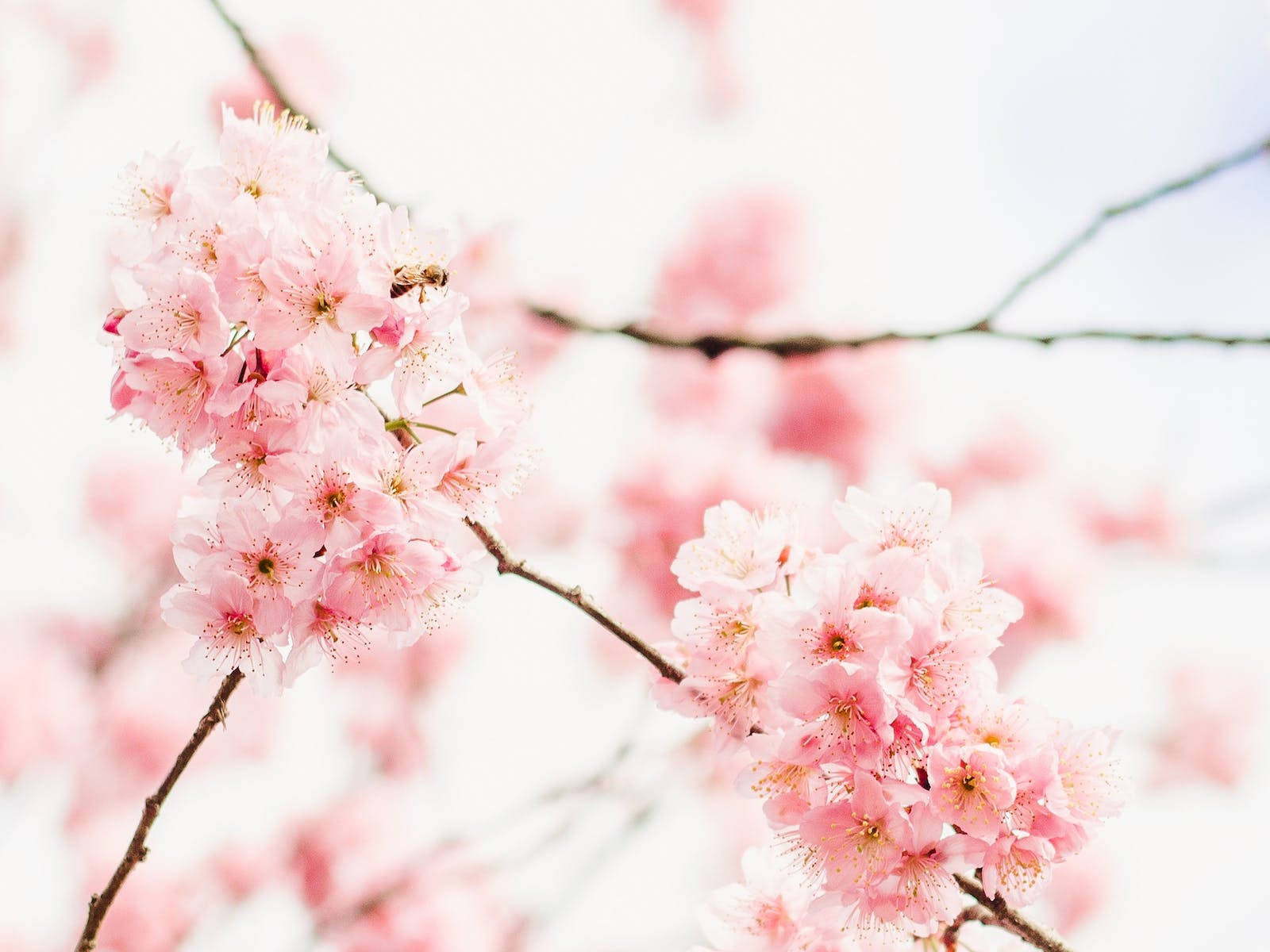 Free Aesthetic Pink Desktop Wallpaper Downloads, Aesthetic Pink Desktop Wallpaper for FREE