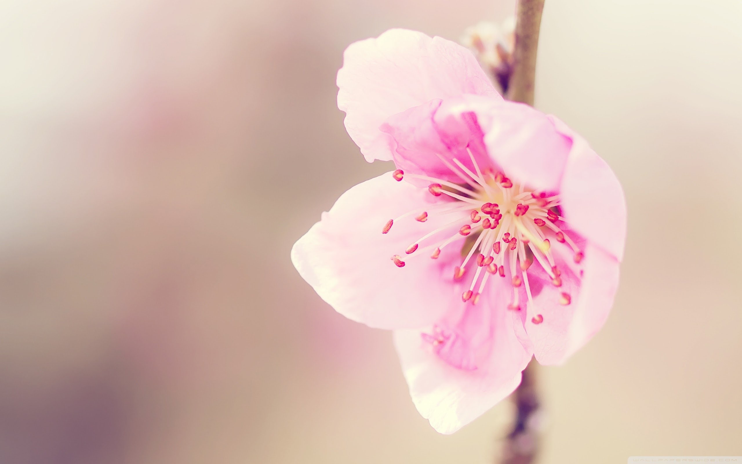 Amazing Pink Peach Flowers Wallpaper HD Picture